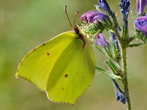 Brimstone (Gonepteryx rhamni)