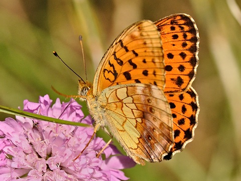 Le Nacr de la Ronce (Brenthis daphne)