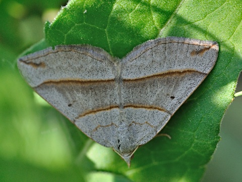 Braungrauer Wellenstriemenspanner (Scotopteryx luridata)