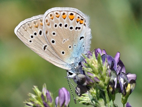 Amanda's Blue (Polyommatus amandus)