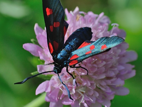 Waldsaum-Fnffleck-Widderchen (Zygaena lonicerae)