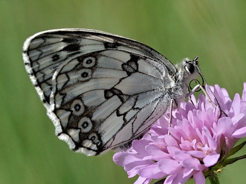 Iberian Marbled White (Melanargia lachesis)