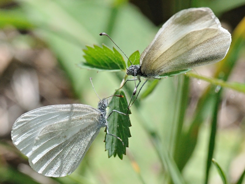 Verborgen boswitje (Leptidea reali)