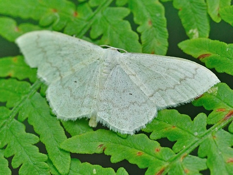 Roomkleurige stipspanner (Scopula floslactata)