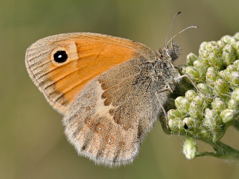 Small Heath (Coenonympha pamphilus)