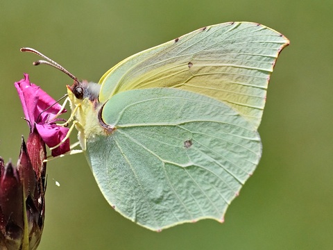 Clepatra (Gonepteryx cleopatra)