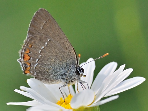 La Thcla de l'Amarel (Satyrium acaciae)