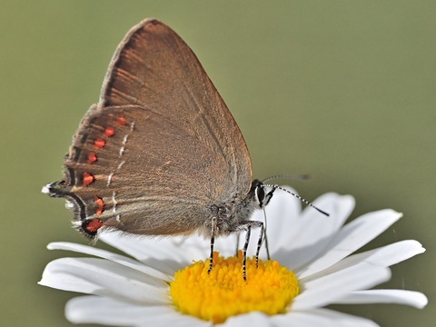 Spaanse eikenpage (Satyrium esculi)