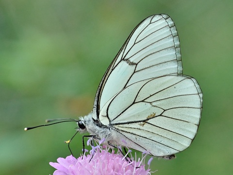 Blanca del majuelo (Aporia crataegi)