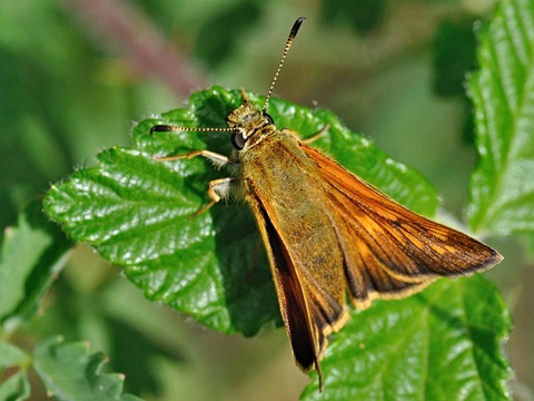 Groot dikkopje (Ochlodes sylvanus)