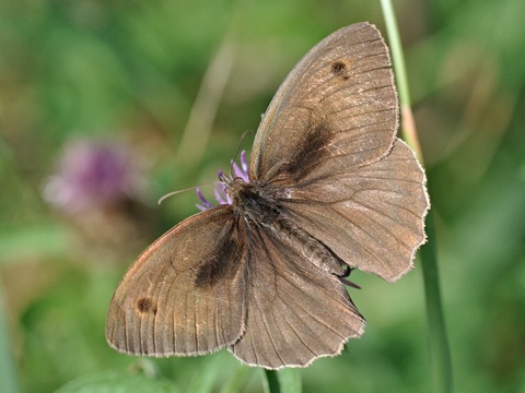 Bruin zandoogje (Maniola jurtina)