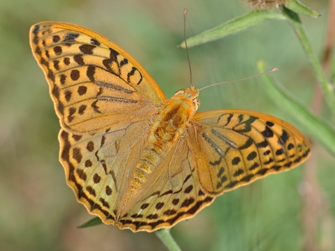 Pandora (Argynnis pandora)