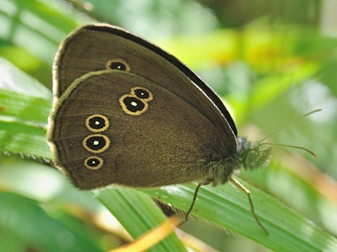 Ringlet (Aphantopus hyperantus)