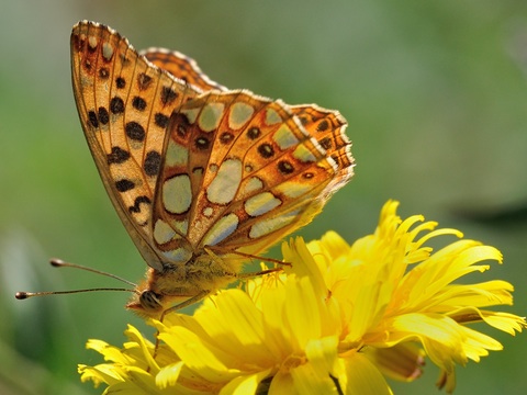 Queen of Spain Fritillary (Issoria lathonia)