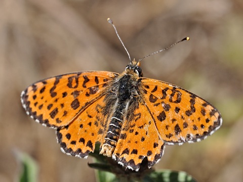 Spotted Fritillary (Melitaea didyma)