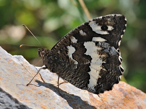 Weier Waldportier (Brintesia circe)