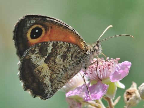 Zuidelijk oranje zandoogje (Pyronia cecilia)