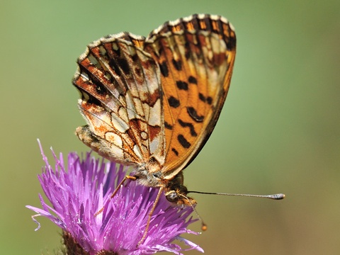 Paarse parelmoervlinder (Boloria dia)