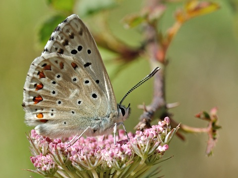 La nia coridn (Polyommatus coridon)