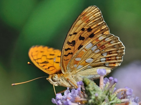 Le Moyen Nacr (Argynnis adippe)