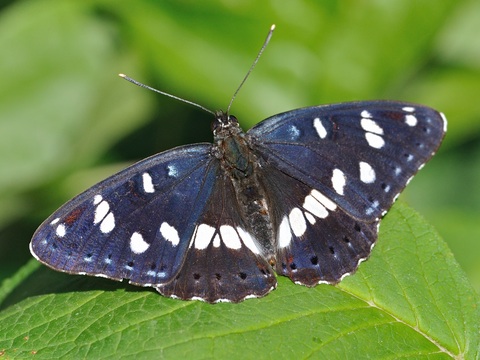 Blauwe ijsvogelvlinder (Limenitis reducta)