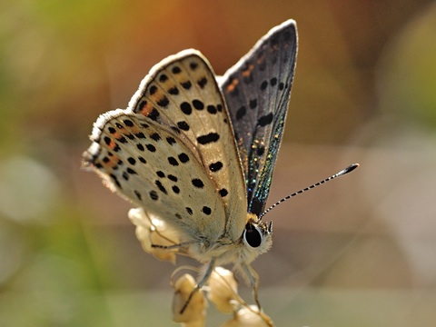 Manto oscuro (Lycaena tityrus)