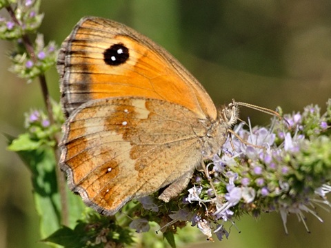 Rostbraunes Ochsenauge (Pyronia tithonus)