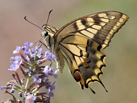 Schwalbenschwanz (Papilio machaon)