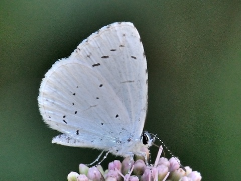 Faulbaum-Bluling (Celastrina argiolus)