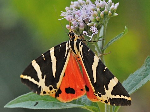 L'Ecaille chine (Euplagia quadripunctaria)