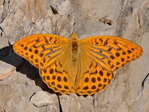 Le Tabac d'Espagne (Argynnis paphia)