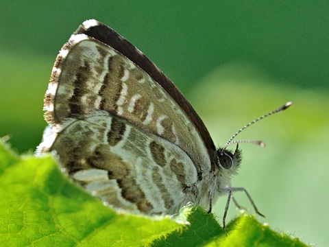 Barrinadora del gerani (Cacyreus marshalli)