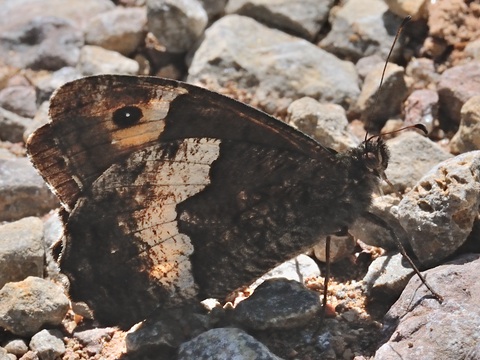 Rock Grayling (Hipparchia hermione)