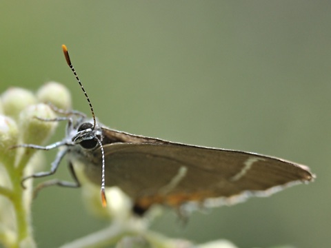 White-letter Hairstreak (Satyrium w-album)