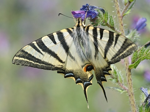 Le Voilier blanc (Iphiclides feisthamelii)