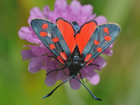 La Zygne transalpine (Zygaena transalpina)