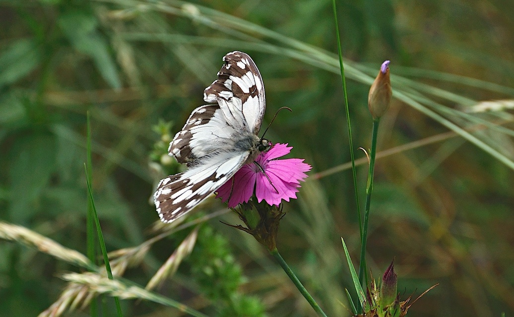 foto A026436, © Adriaan van Os, Corsavy 03-07-2016, altitud 800 m, Melanargia lachesis