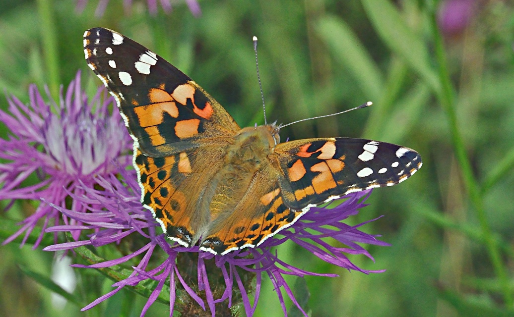 photo A029013, © Adriaan van Os, Aalten 27-07-2016, Vanessa cardui