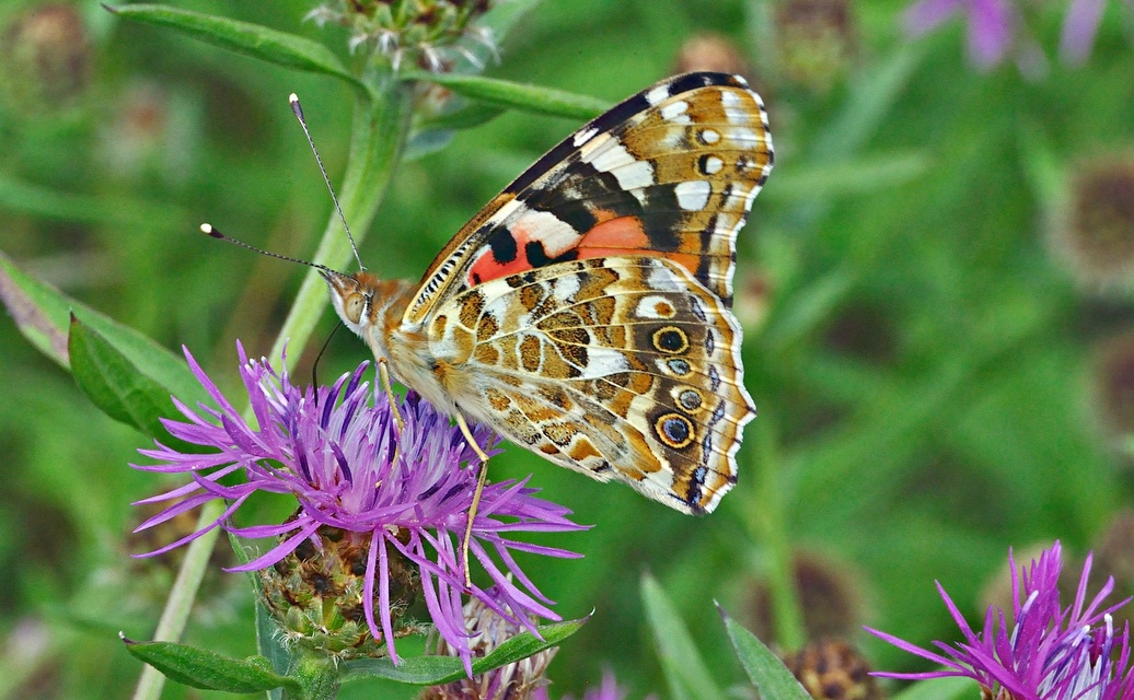 photo A029037, © Adriaan van Os, Aalten 27-07-2016, Vanessa cardui