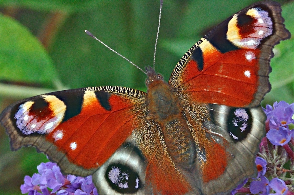 foto A029481, © Adriaan van Os, Aalten (ook aangetroffen in Corsavy-Montferrer) 27-07-2016, Aglais io