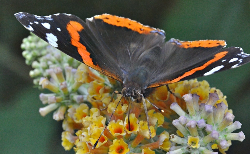 photo A029524, © Adriaan van Os, Ruurlo 06-08-2016, Vanessa atalanta