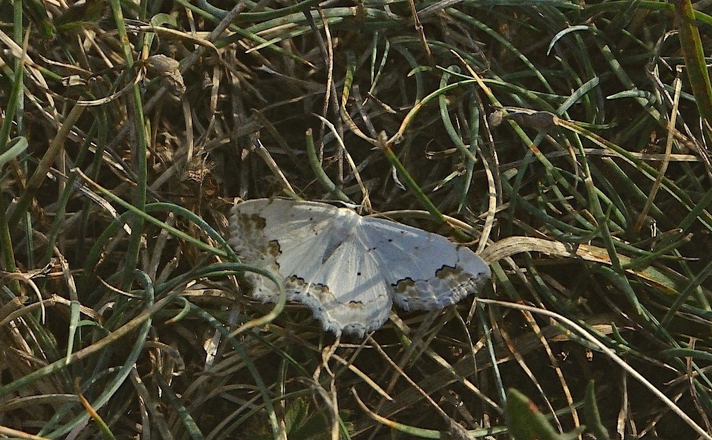 photo A029809, © Adriaan van Os, Corsavy 19-09-2016, altitudo 800 m, Scopula ornata