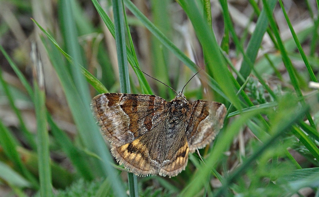 foto A036504, © Adriaan van Os, Corsavy 07-06-2017, hoogte 800 m, Euclidia glyphica