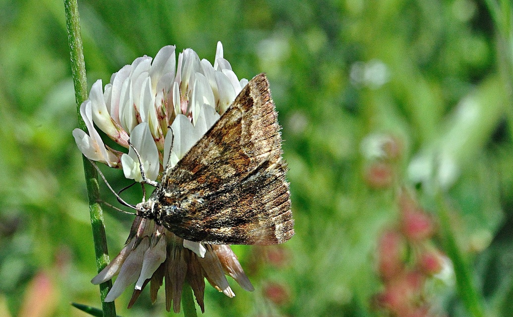 foto A036895, © Adriaan van Os, Corsavy 10-06-2017, altitud 800 m, Euclidia glyphica