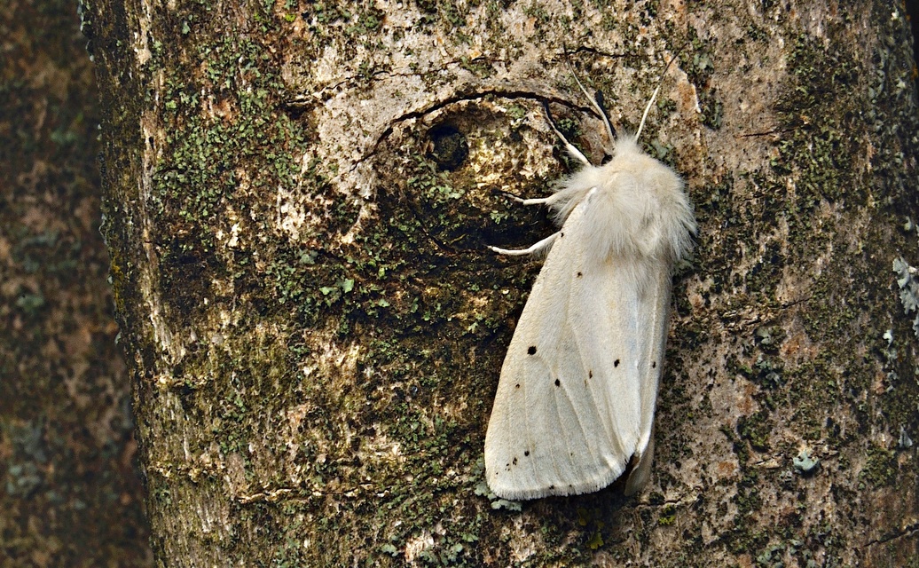 Foto A037086, © Adriaan van Os, Corsavy 10-06-2017, Hhe 800 m, ♀ Spilosoma lubricipeda