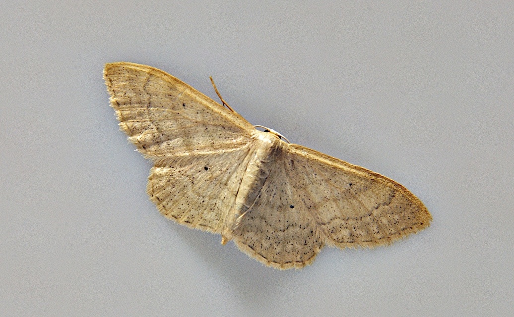 foto A037907, © Adriaan van Os, Corsavy 13-06-2017, hoogte 800 m, Idaea deversaria ?