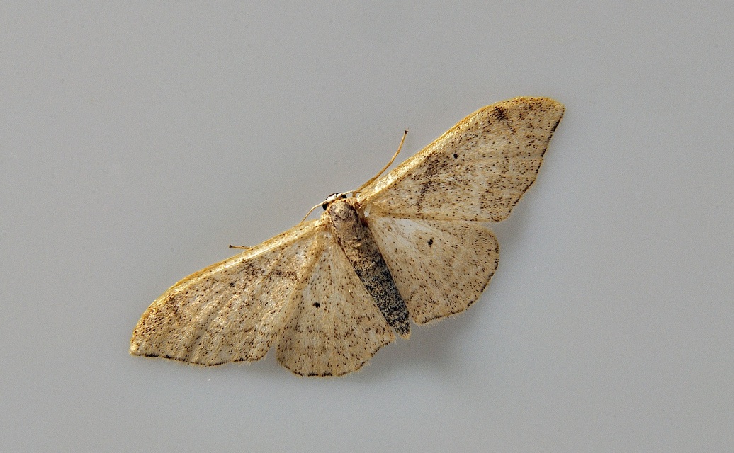 foto A037916, © Adriaan van Os, Corsavy 13-06-2017, hoogte 800 m, Idaea fuscovenosa ?