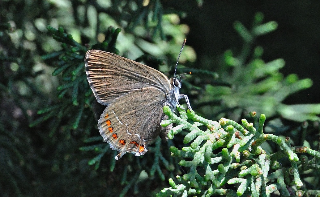 foto A038131, © Adriaan van Os, Corsavy 14-06-2017, altitud 800 m, Satyrium esculi