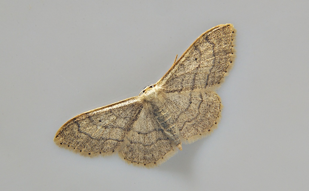 photo A038278, © Adriaan van Os, Corsavy 14-06-2017, altitude 800 m, Idaea deversaria ?