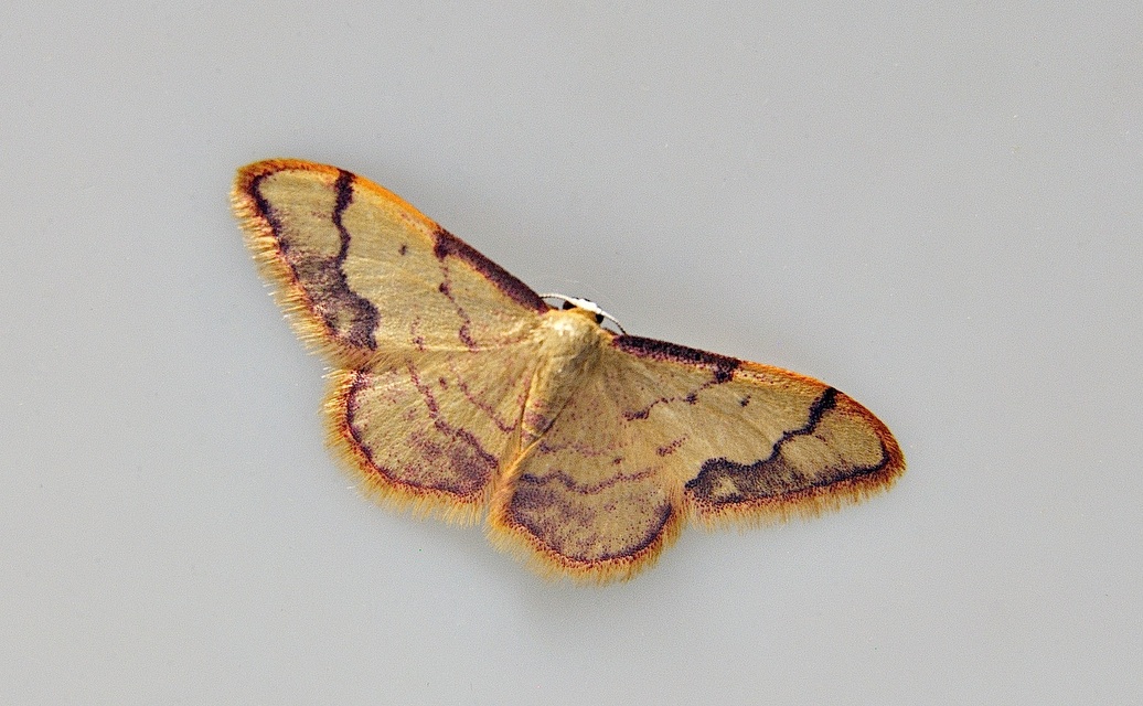 foto A038687, © Adriaan van Os, Corsavy 15-06-2017, hoogte 800 m, Idaea ostrinaria